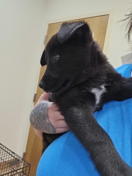 Enlarge Chess, a Adoptable mixed breed in Kennewick, WA image 1/1