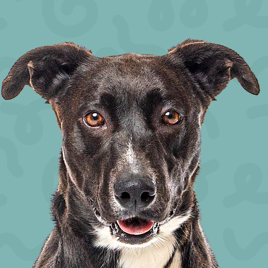 Oak, Adoptable, Adult Male Black Labrador Retriever & Pit Bull Terrier.
