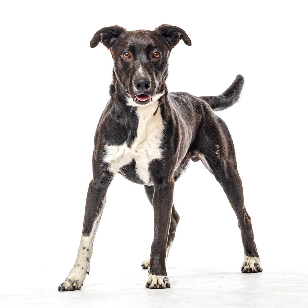 Oak, a Adoptable mixed breed in Reno, NV image 2/6
