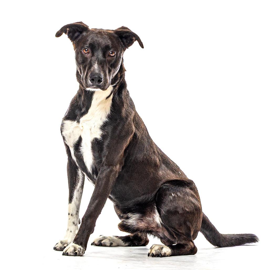 Oak, a Adoptable mixed breed in Reno, NV image 3/6