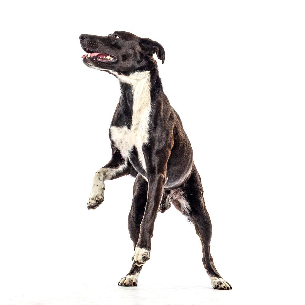 Oak, a Adoptable mixed breed in Reno, NV image 4/6