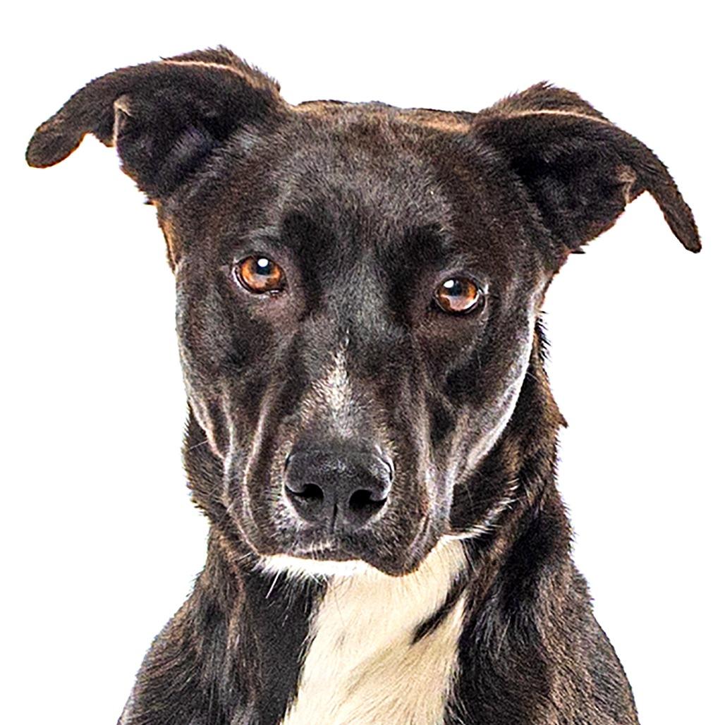 Oak, a Adoptable mixed breed in Reno, NV image 5/6