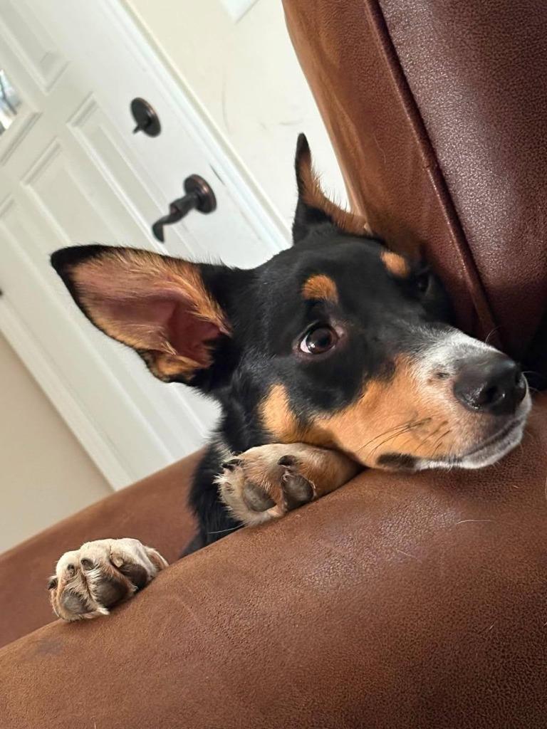 Leo, Adoptable, Puppy Male Border Collie.