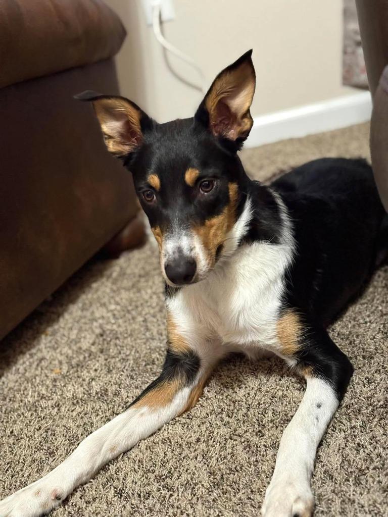 Enlarge Leo, a Adoptable Border Collie in Thayne, WY image 2/2
