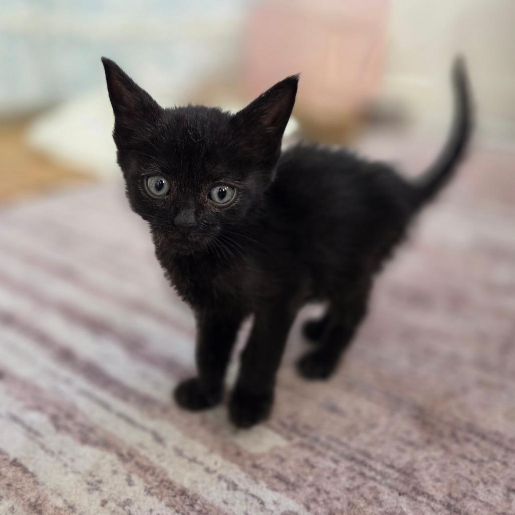 Enlarge Janet, a Adoptable Domestic Short Hair in Monroe, OH image 4/6