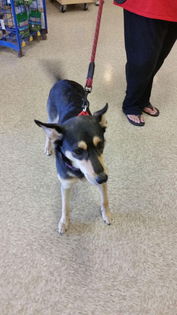 Reno, Adoptable, Adult Male Labrador Retriever & Collie.