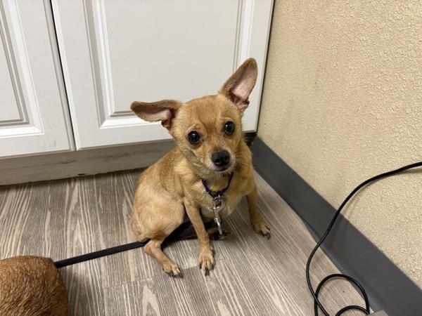 Clyde, Adoptable, Adult Male Chihuahua.