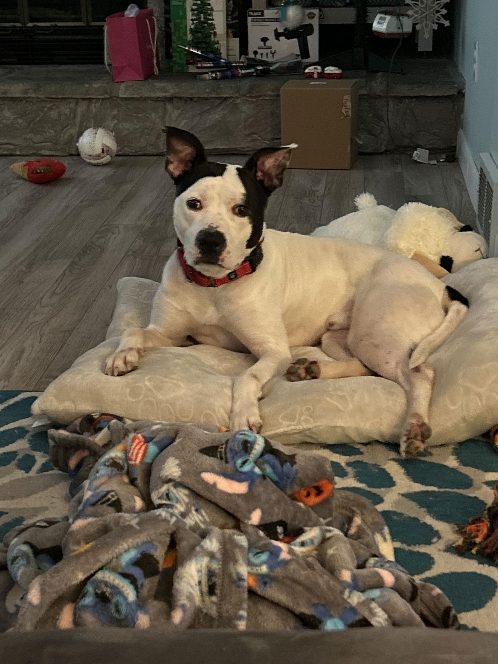 Ghost, Adoptable, Young Male Pit Bull Terrier & Terrier.