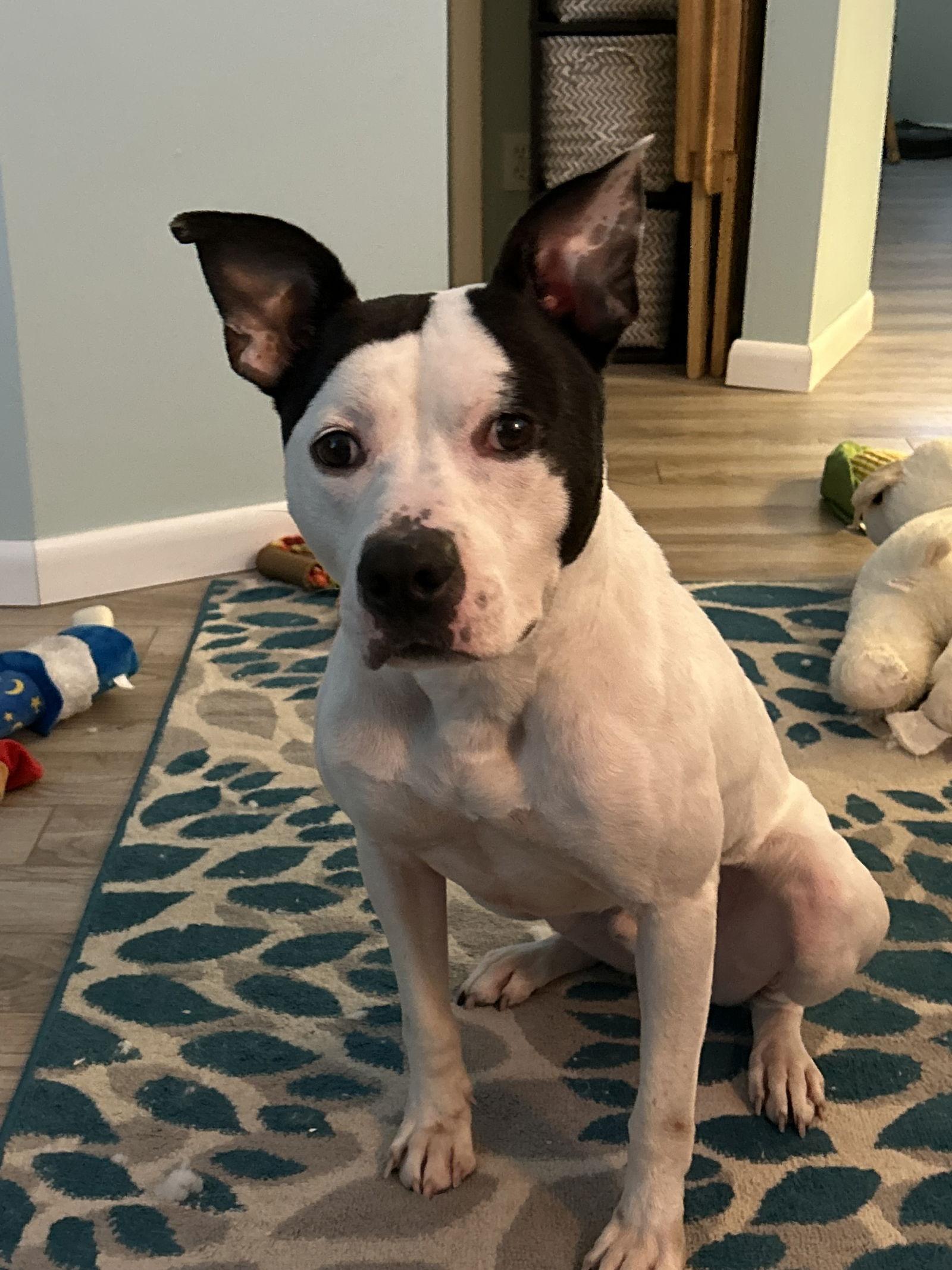 Enlarge Ghost, a Adoptable mixed breed in Lockport, NY image 2/3