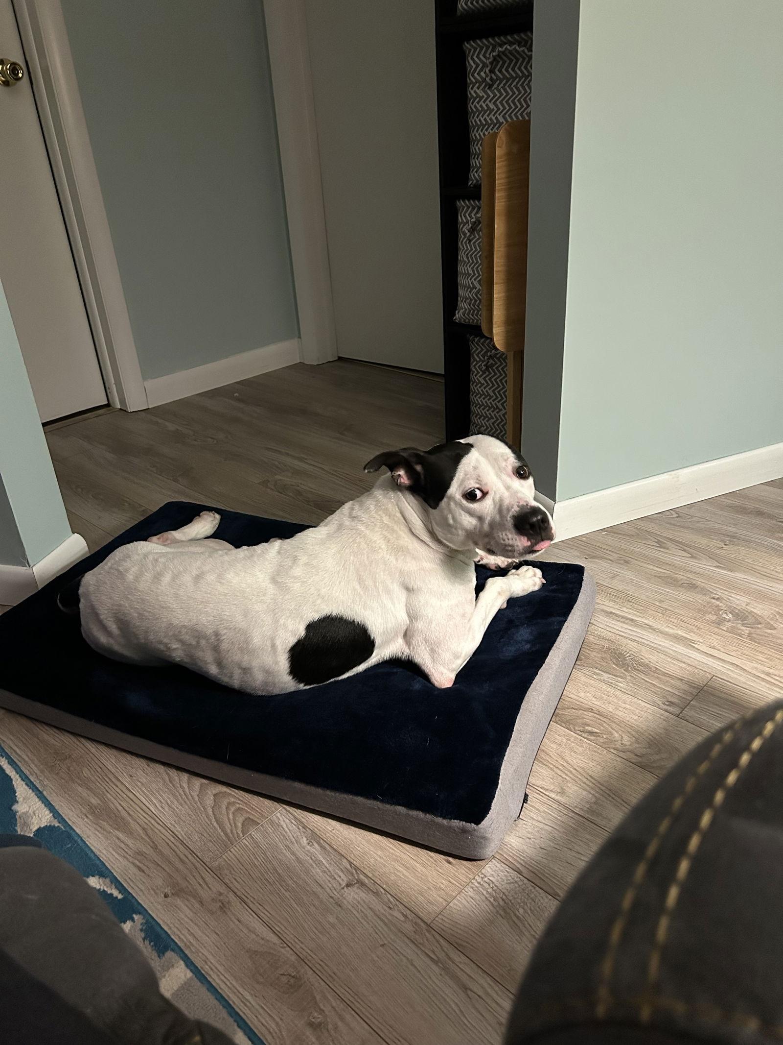 Enlarge Ghost, a Adoptable mixed breed in Lockport, NY image 3/3