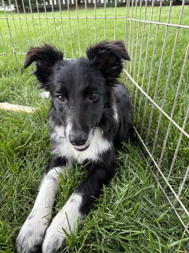 1155 Lotus, Adoptable, Puppy Female Border Collie.