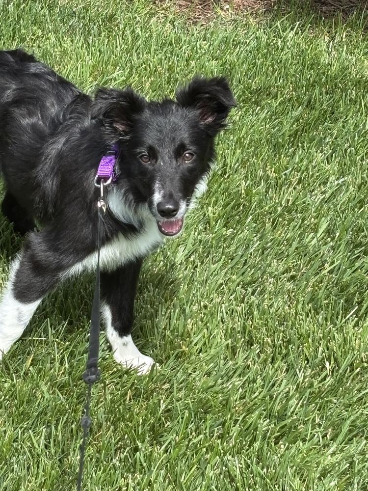 1155 Lotus, a Adoptable Border Collie in Ringwood, IL image 2/5