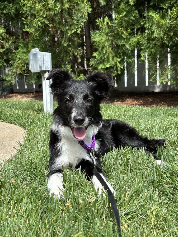 1155 Lotus, a Adoptable Border Collie in Ringwood, IL image 3/5