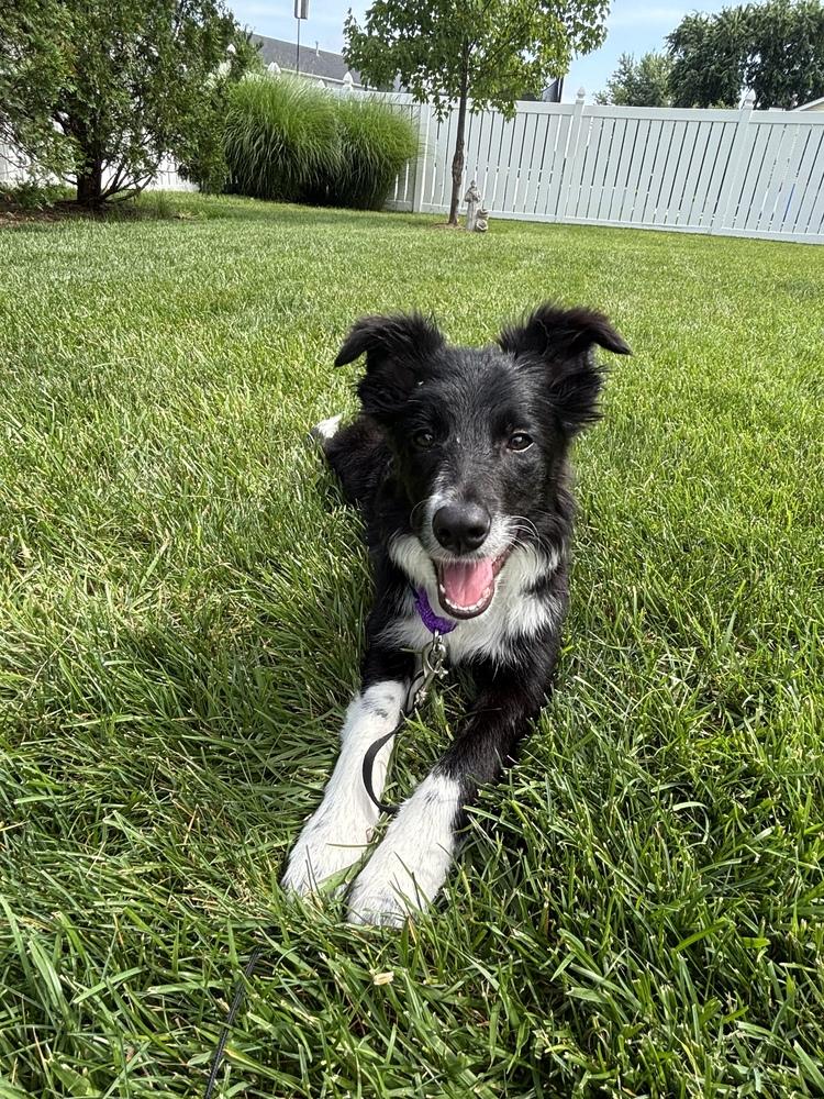 1155 Lotus, a Adoptable Border Collie in Ringwood, IL image 4/5