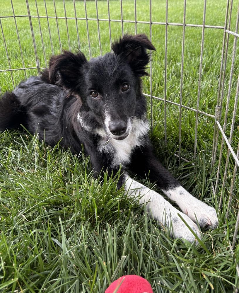 1155 Lotus, a Adoptable Border Collie in Ringwood, IL image 5/5