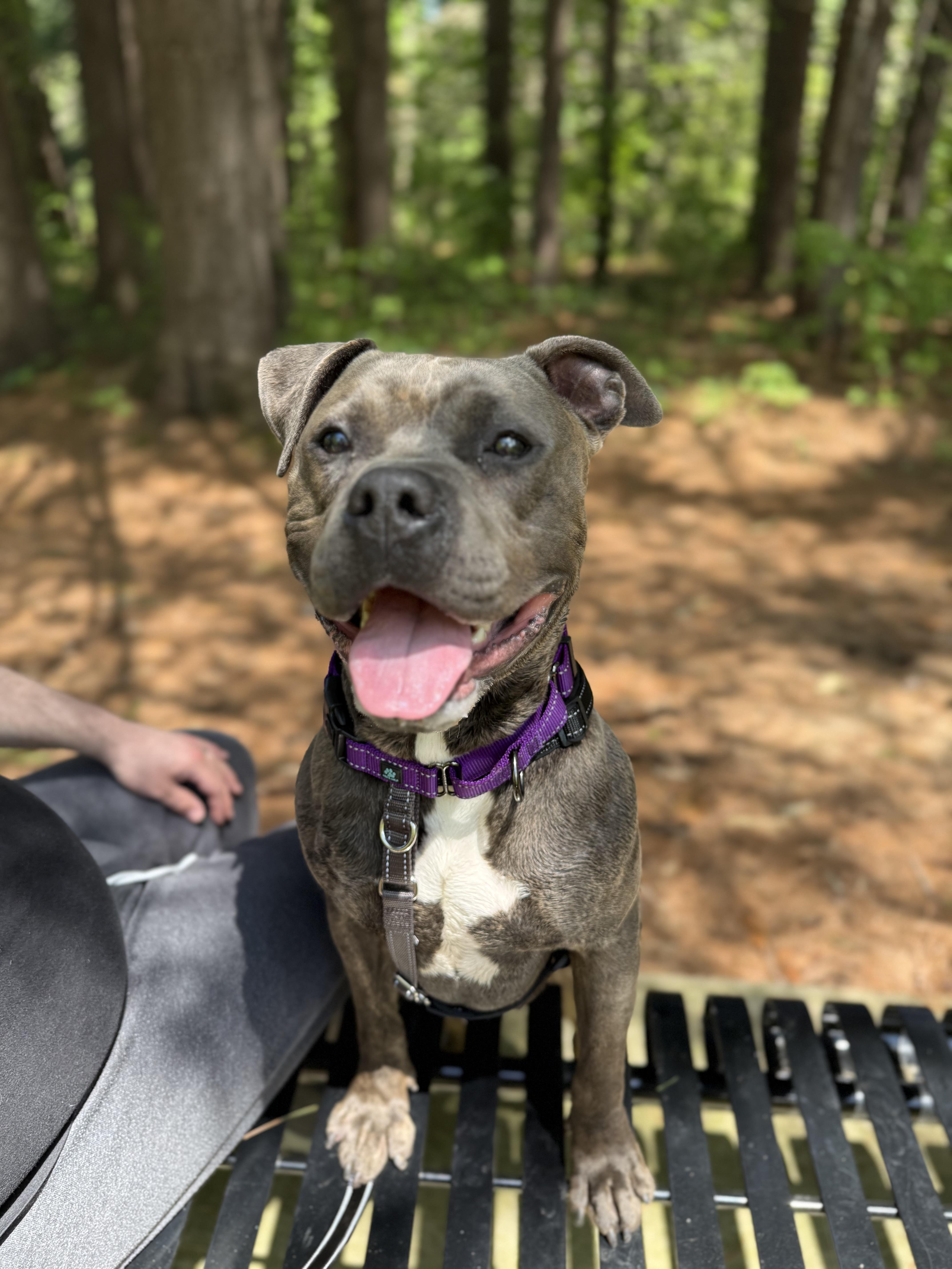 Clark , a ADOPTABLE mixed breed in Jamesville, NY image 5/5