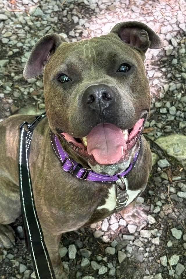 Clark , ADOPTABLE, Young Male Mixed Breed.