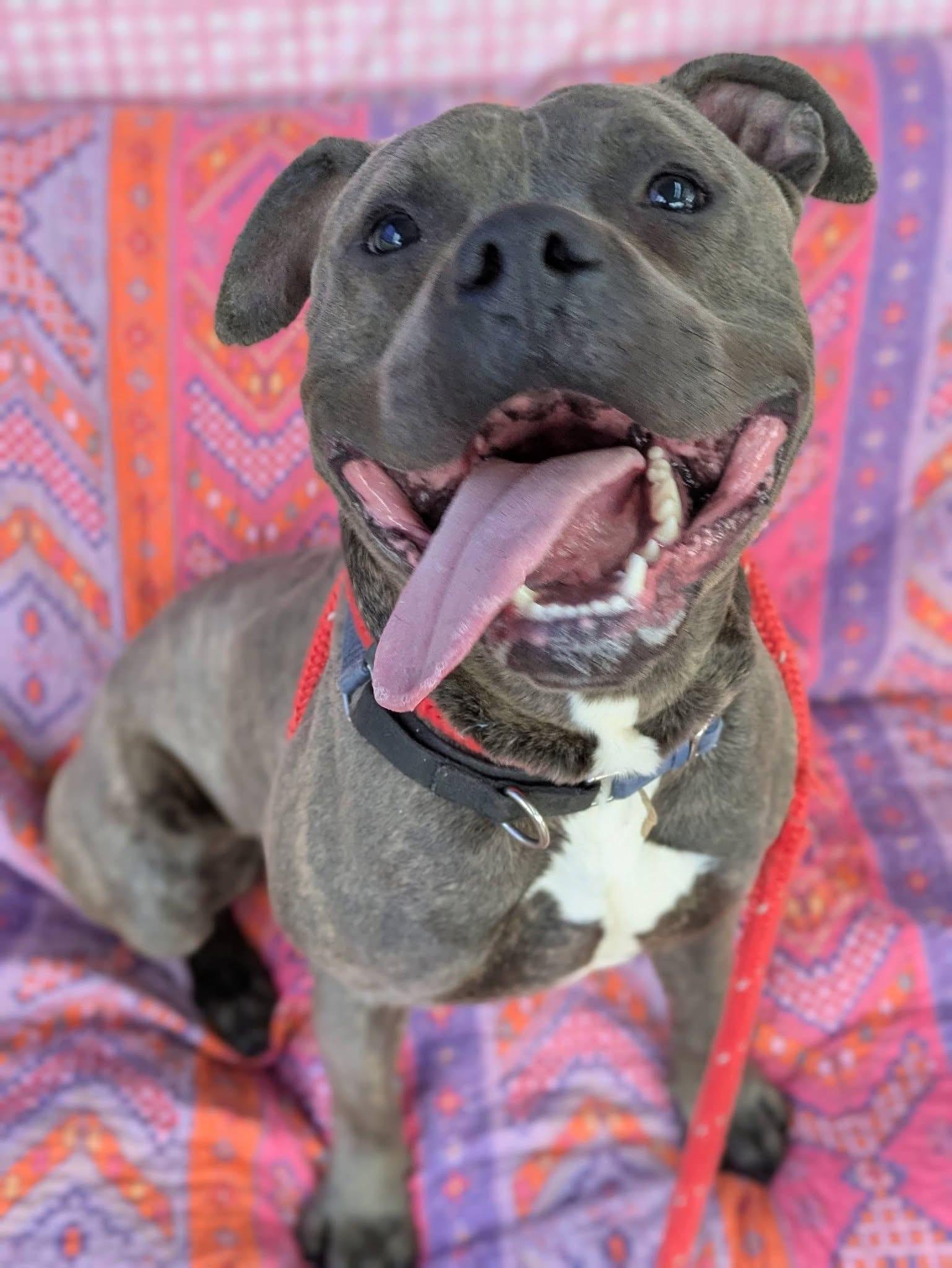 Enlarge Clark , a ADOPTABLE mixed breed in Jamesville, NY image 2/5