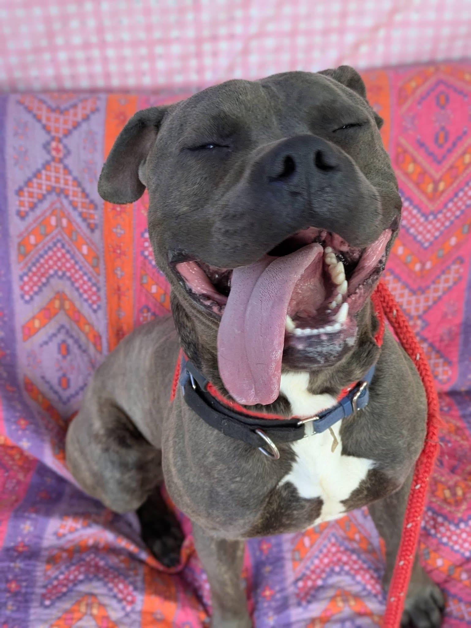 Enlarge Clark , a ADOPTABLE mixed breed in Jamesville, NY image 4/5