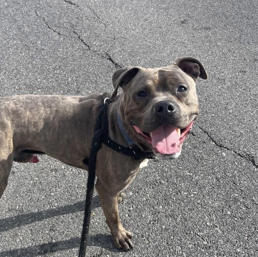 Enlarge Clark , a ADOPTABLE mixed breed in Jamesville, NY image 5/5