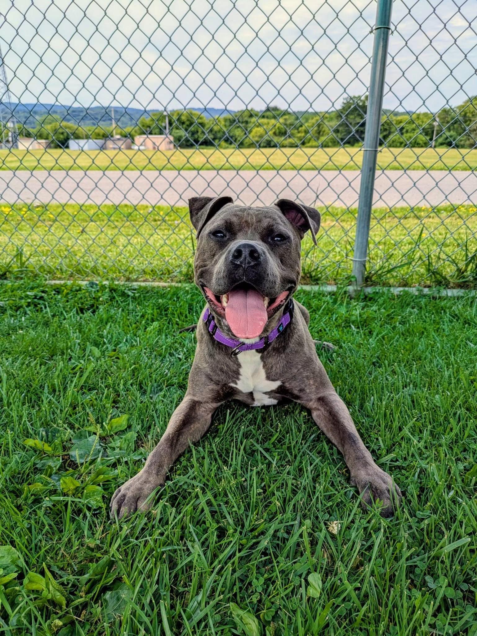 Clark , a ADOPTABLE mixed breed in Jamesville, NY image 5/5