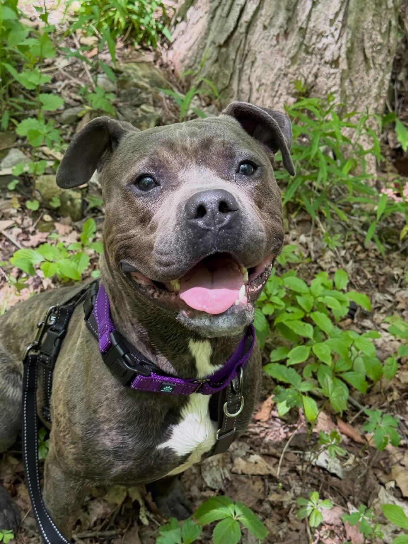 Clark , ADOPTABLE, Young Male Mixed Breed.