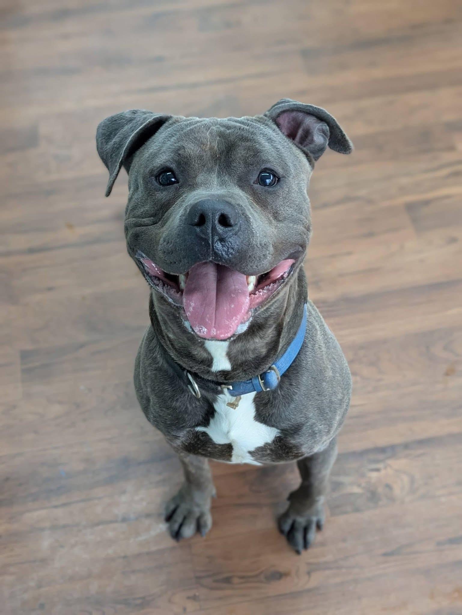 Enlarge Clark , a ADOPTABLE mixed breed in Jamesville, NY image 3/5