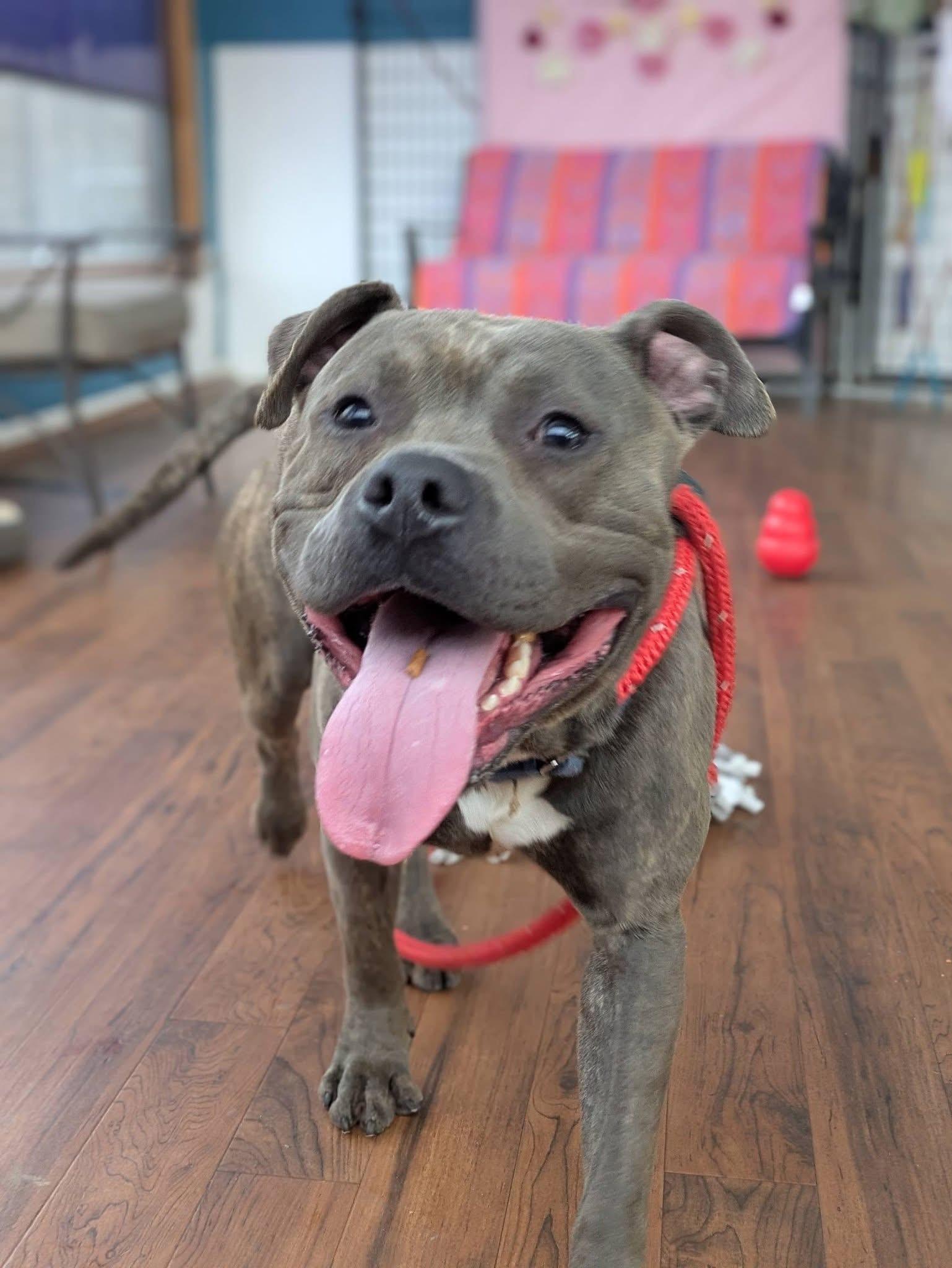 Enlarge Clark , a ADOPTABLE mixed breed in Jamesville, NY image 1/5