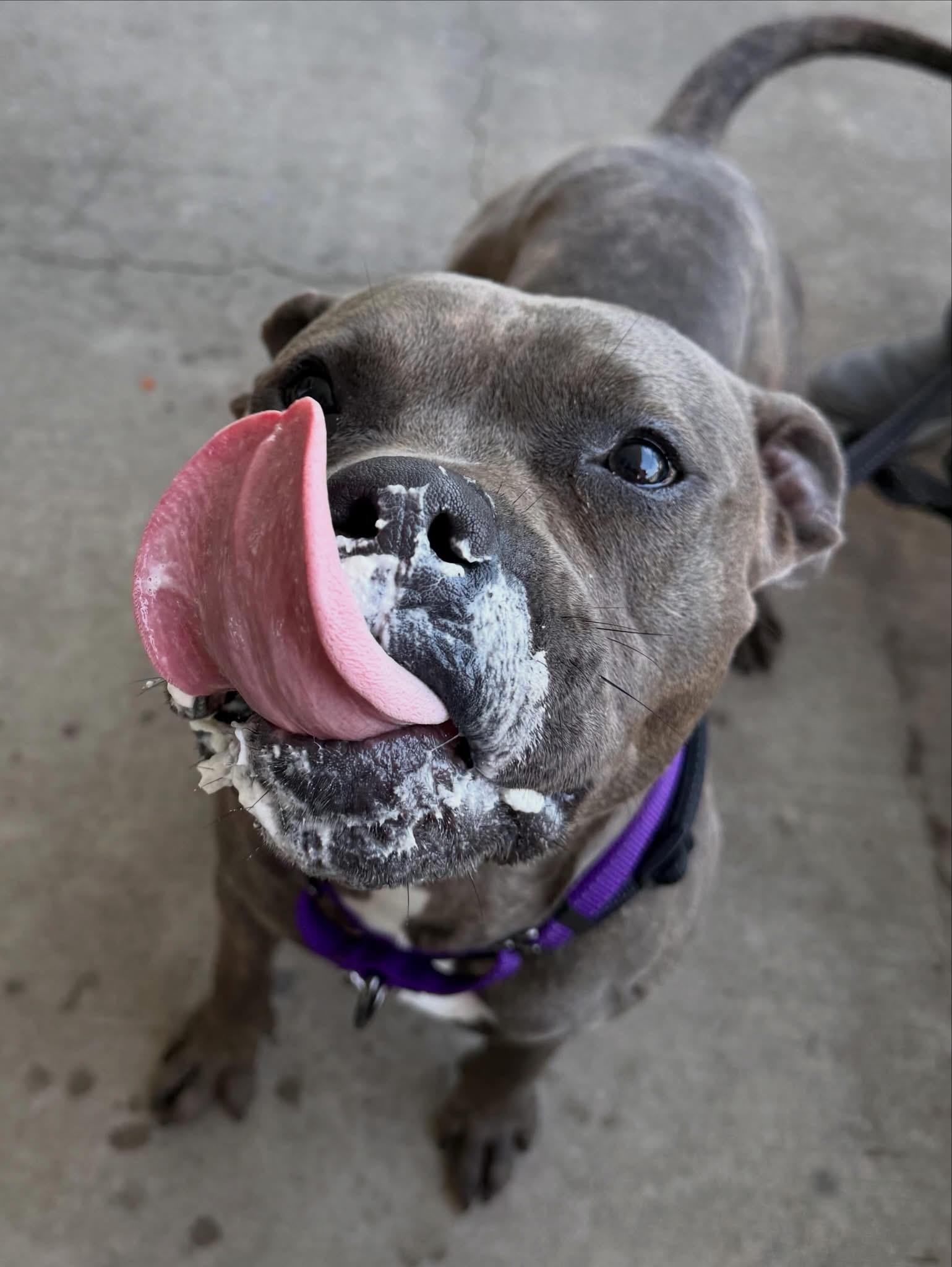 Clark , a ADOPTABLE mixed breed in Jamesville, NY image 2/5