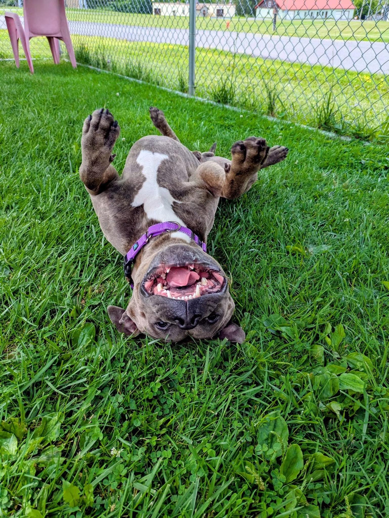 Clark , a ADOPTABLE mixed breed in Jamesville, NY image 2/5
