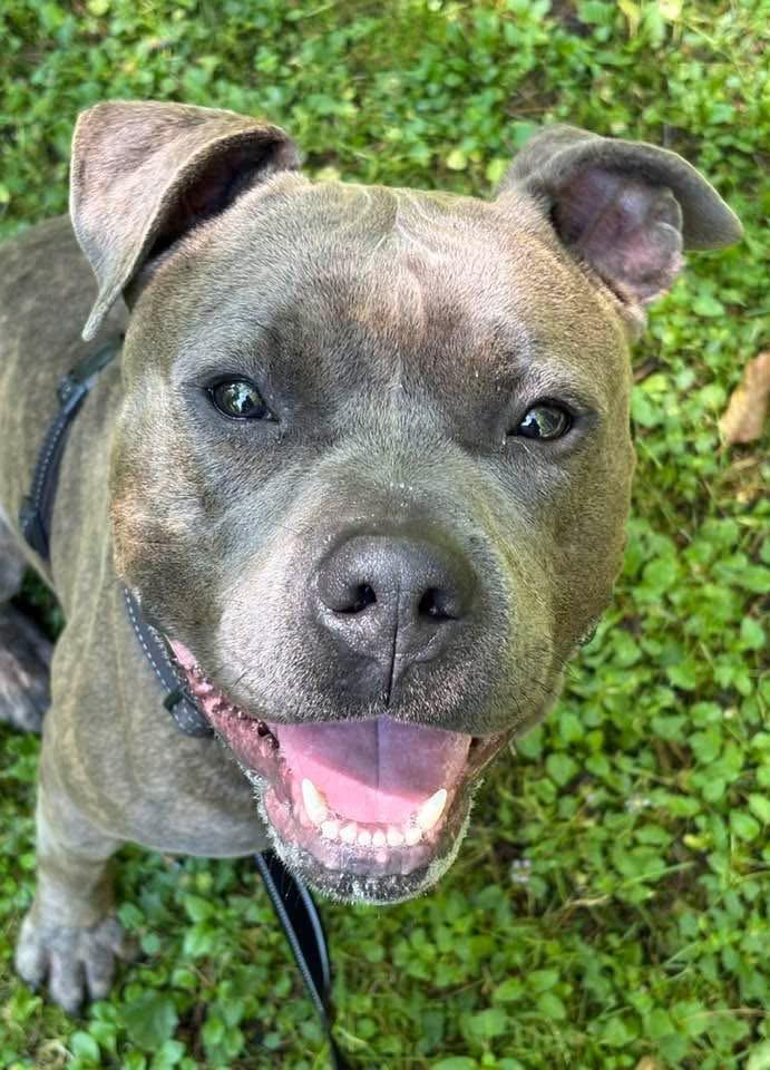 Clark , Adoptable, Young Male Mixed Breed.