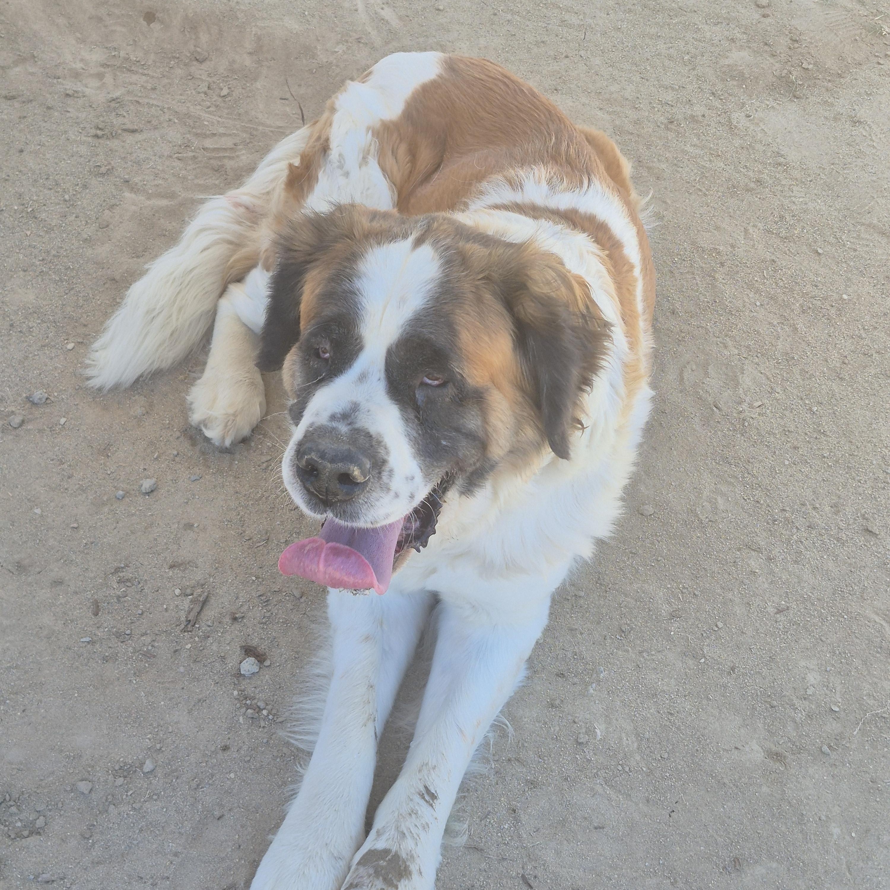 Enlarge PETUNIA, a ADOPTABLE Saint Bernard in Sparks, NV image 2/3