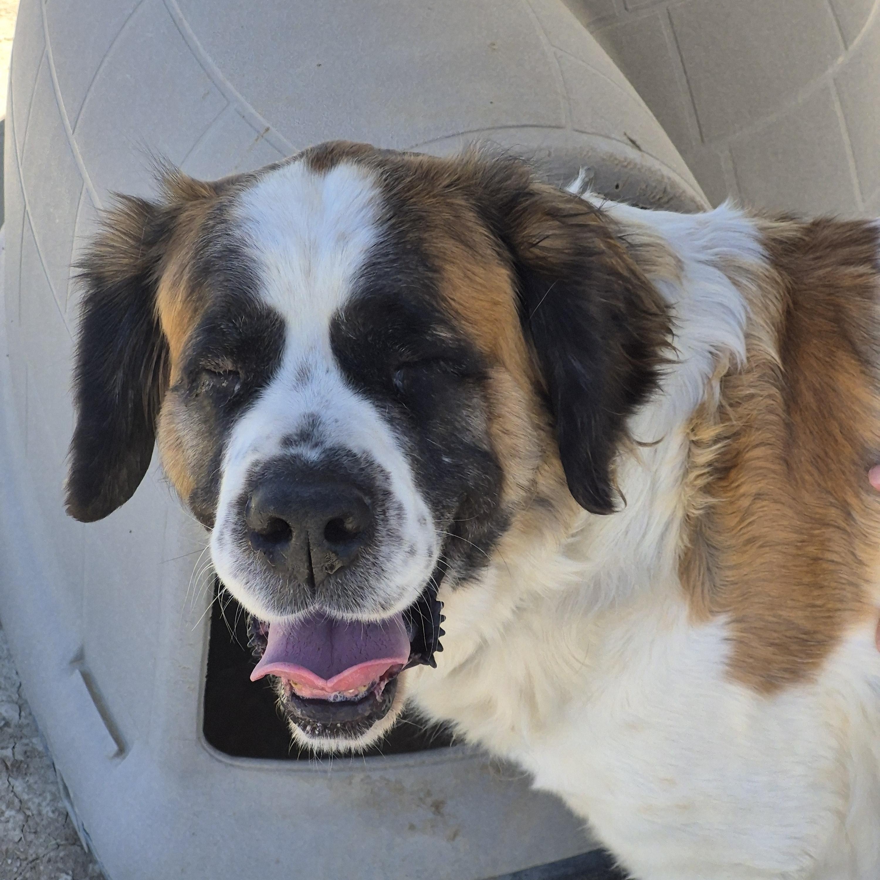 PETUNIA, ADOPTABLE, Adult Female Saint Bernard.