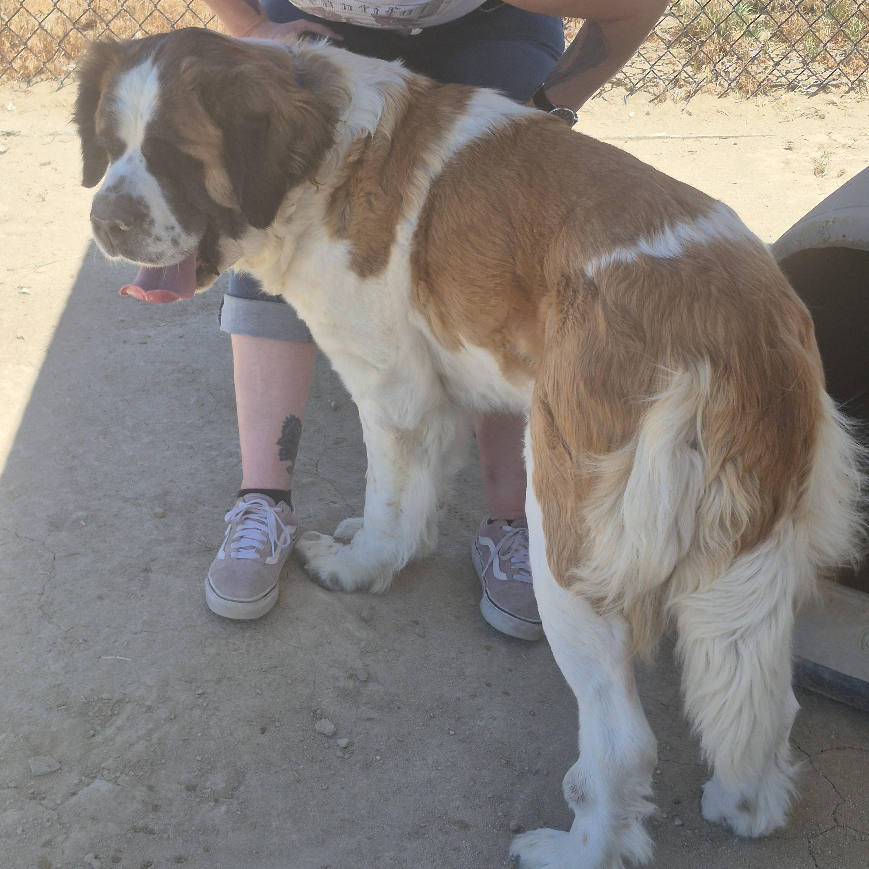 Enlarge PETUNIA, a ADOPTABLE Saint Bernard in Sparks, NV image 3/3