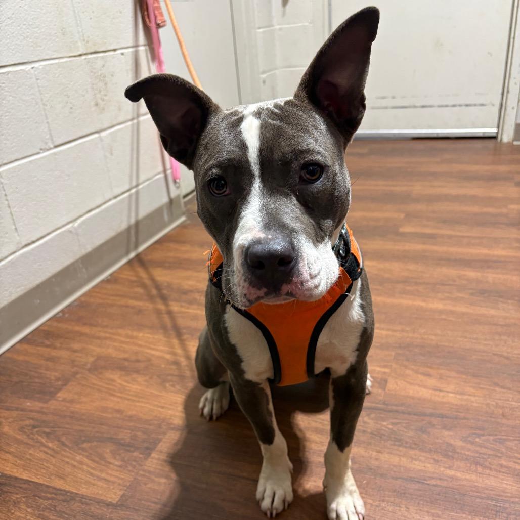 Roxy, Adoptable, Adult Female Mixed Breed.