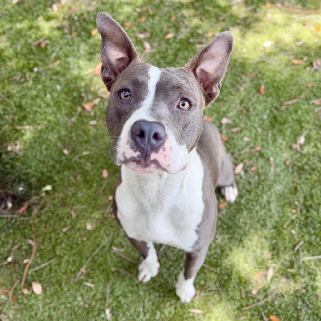 Roxy, a Adoptable Mixed Breed in Milton, FL image 2/2