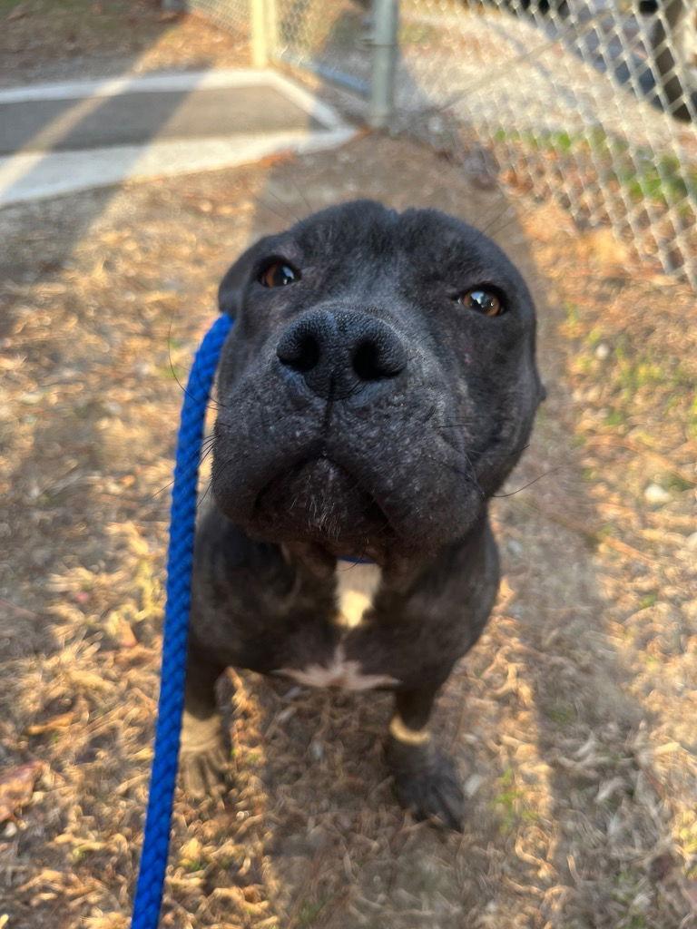 25-686 Clarice, Adoptable, Young Female Pit Bull Terrier.