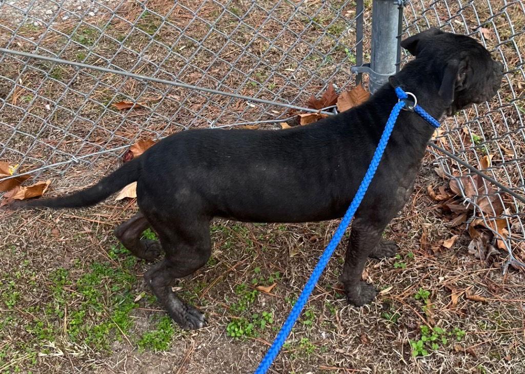 25-686 Clarice, a Adoptable Pit Bull Terrier in Tarboro, NC image 2/3