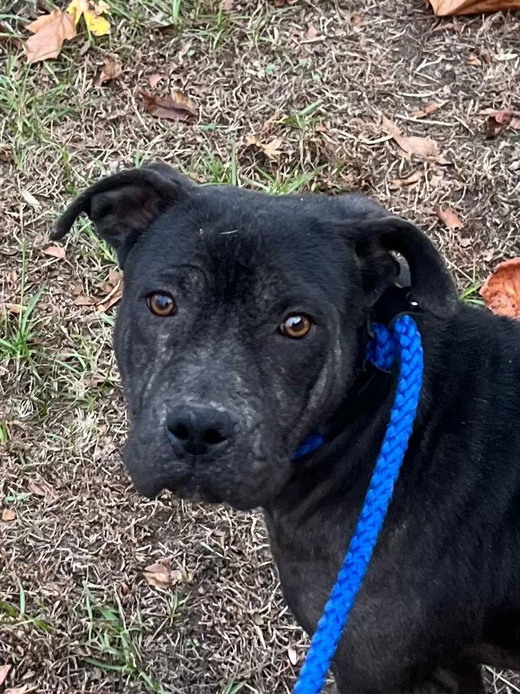 25-686 Clarice, a Adoptable Pit Bull Terrier in Tarboro, NC image 3/3