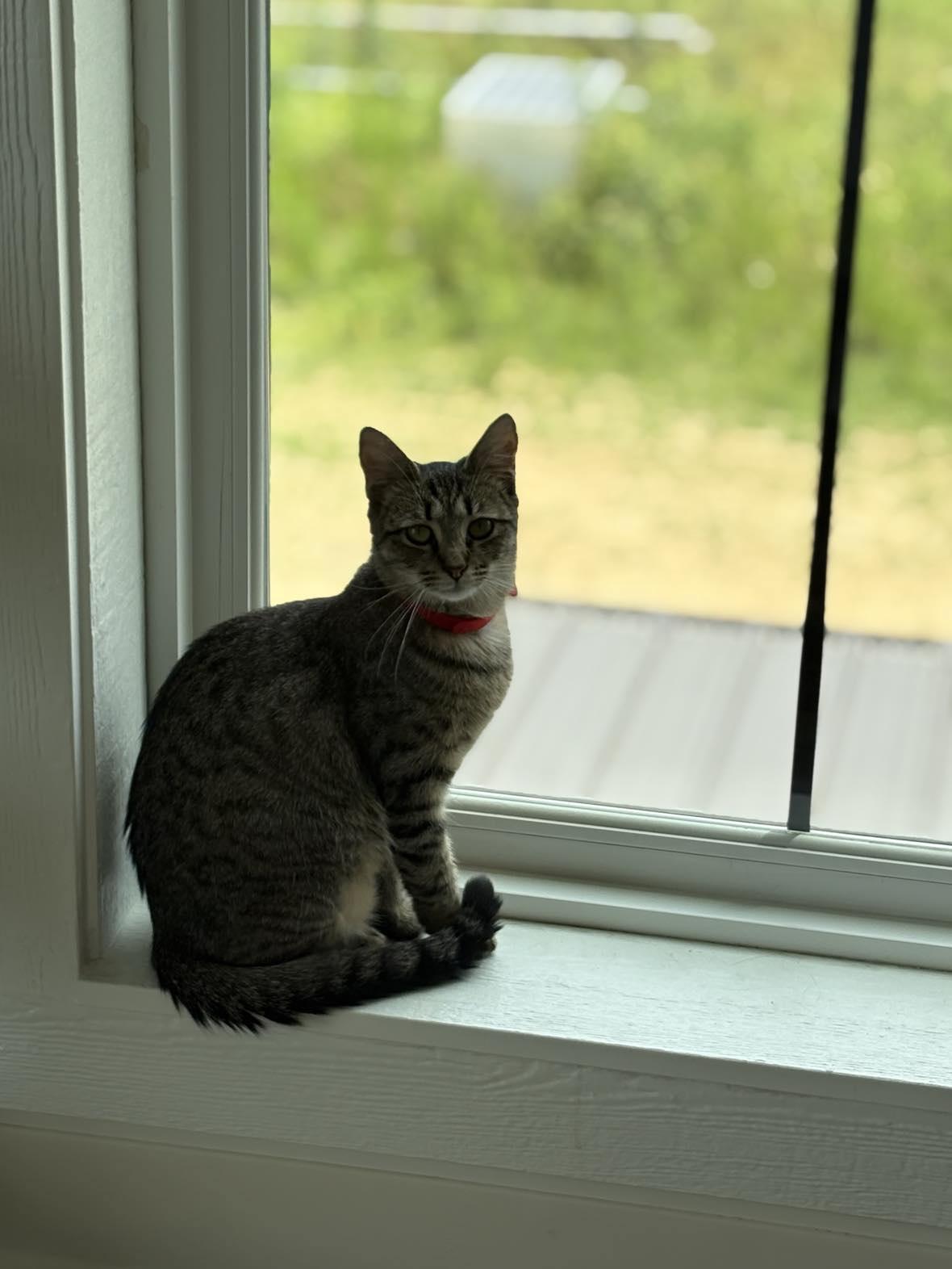 Harley
