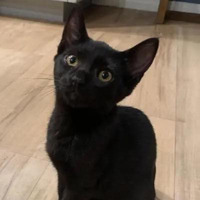 Enlarge Johnny, a Adoptable Domestic Short Hair in Pacific Palisades, CA image 1/1
