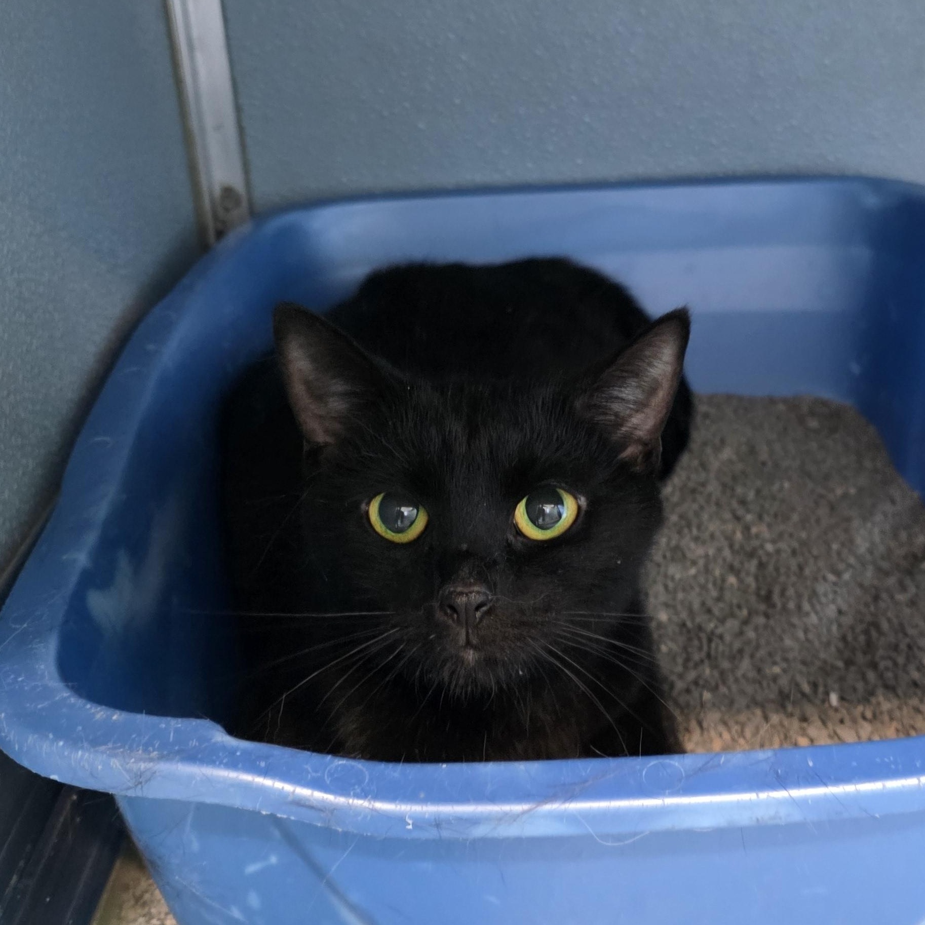 Panther, an adopted Domestic Short Hair in Renfrew, PA image 5/6