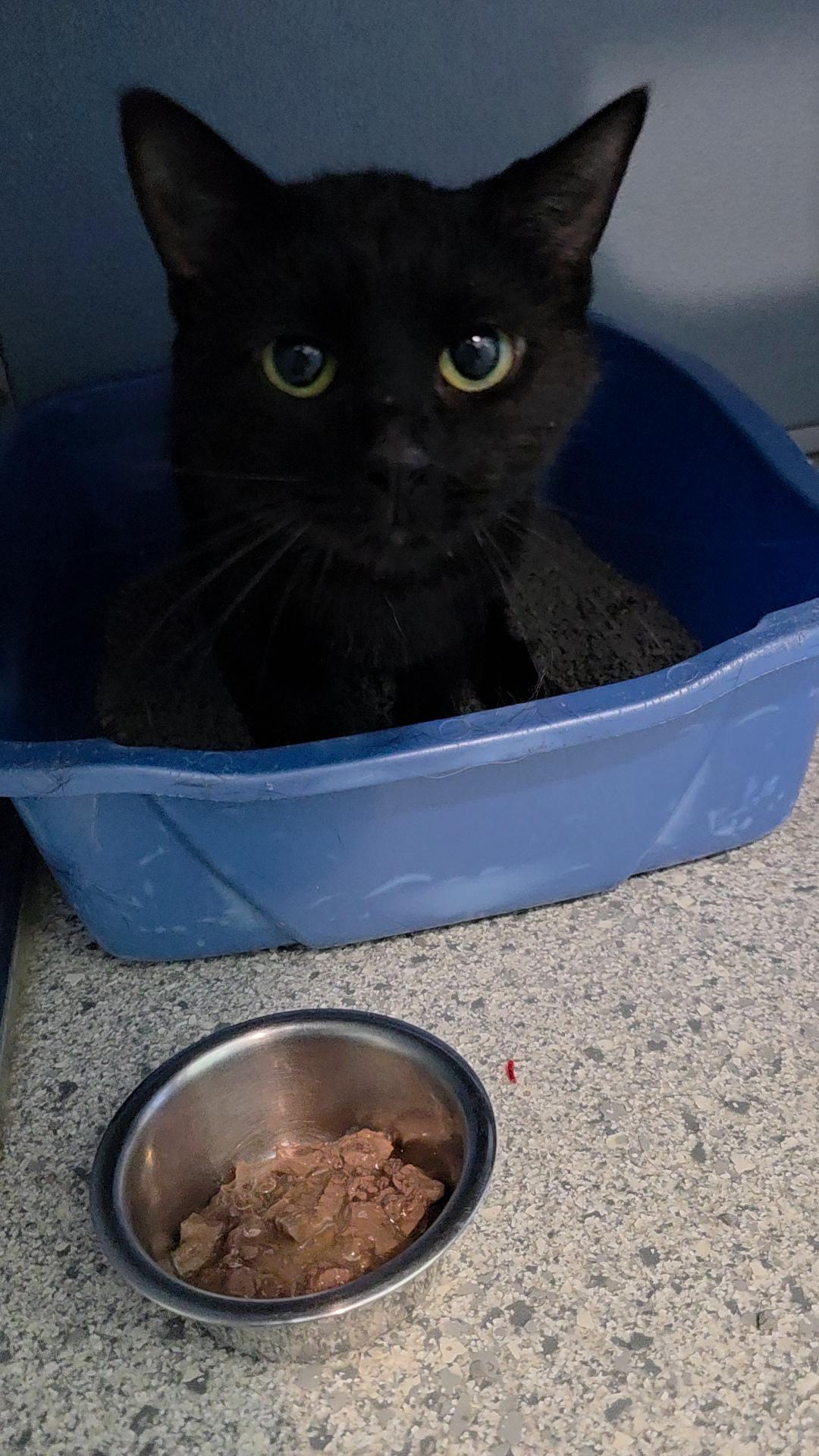 Panther, an adopted Domestic Short Hair in Renfrew, PA image 2/6