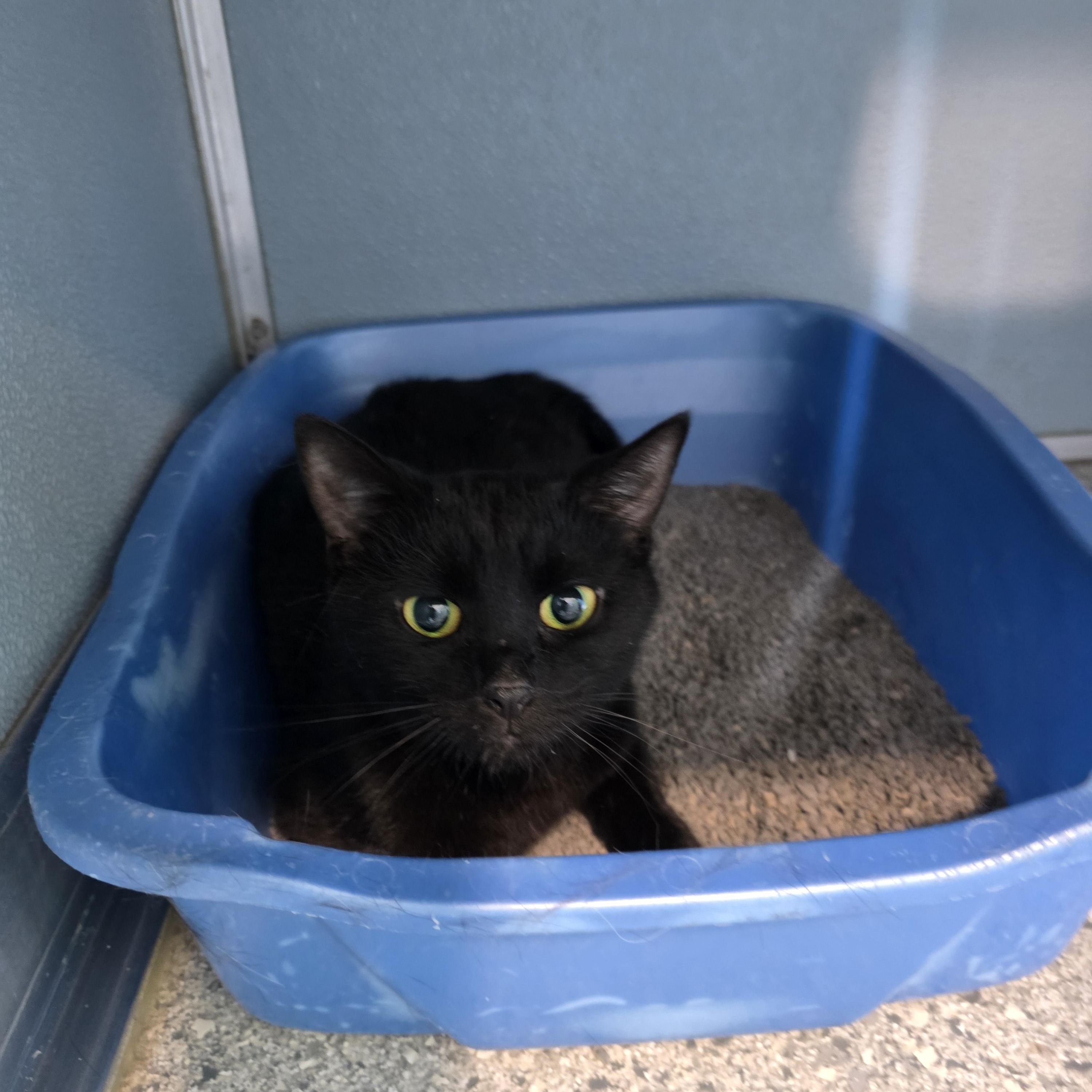 Panther, an adopted Domestic Short Hair in Renfrew, PA image 3/6