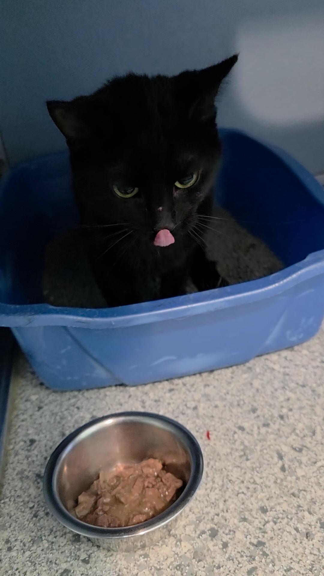 Panther, an adopted Domestic Short Hair in Renfrew, PA image 4/6