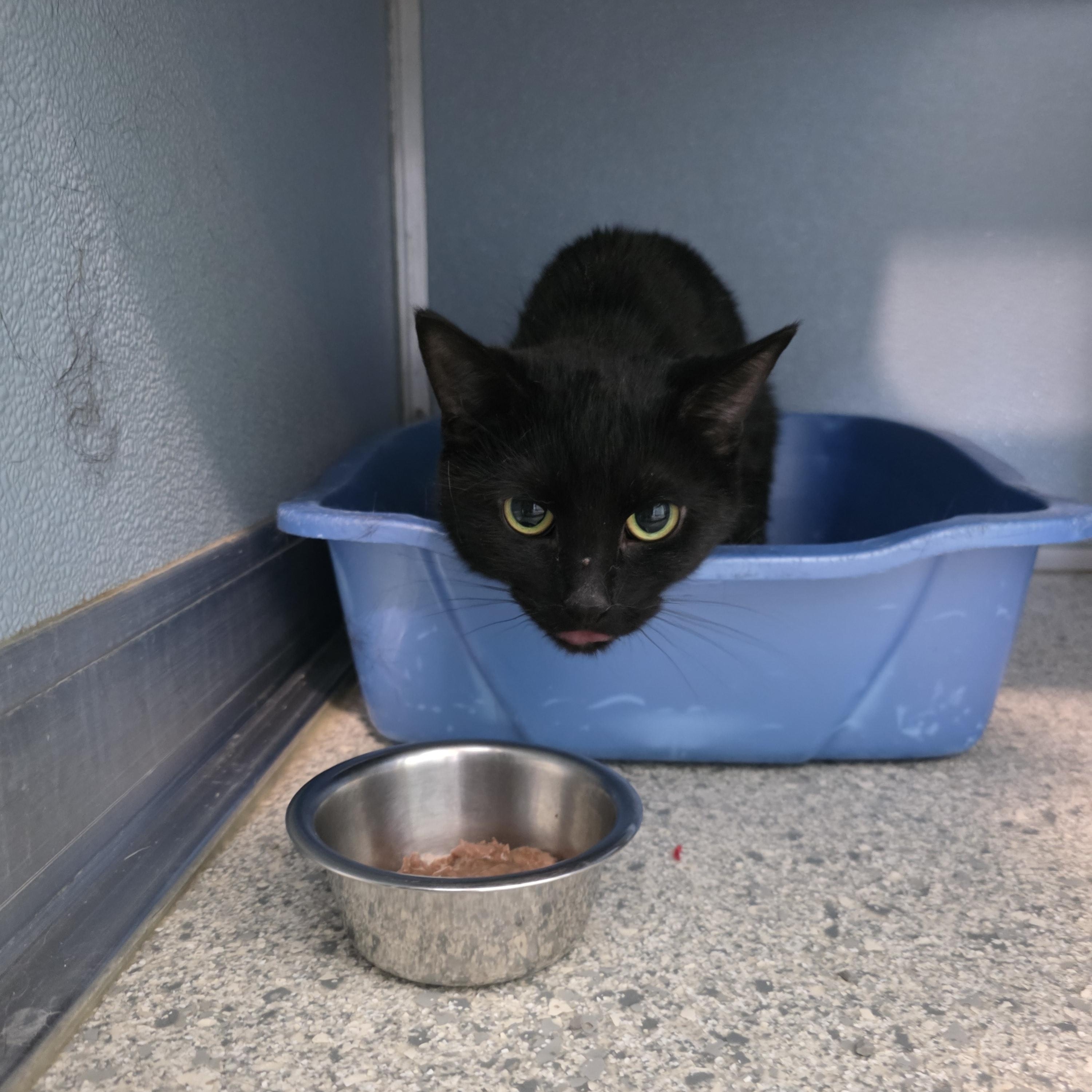 Panther, an adopted Domestic Short Hair in Renfrew, PA image 1/6