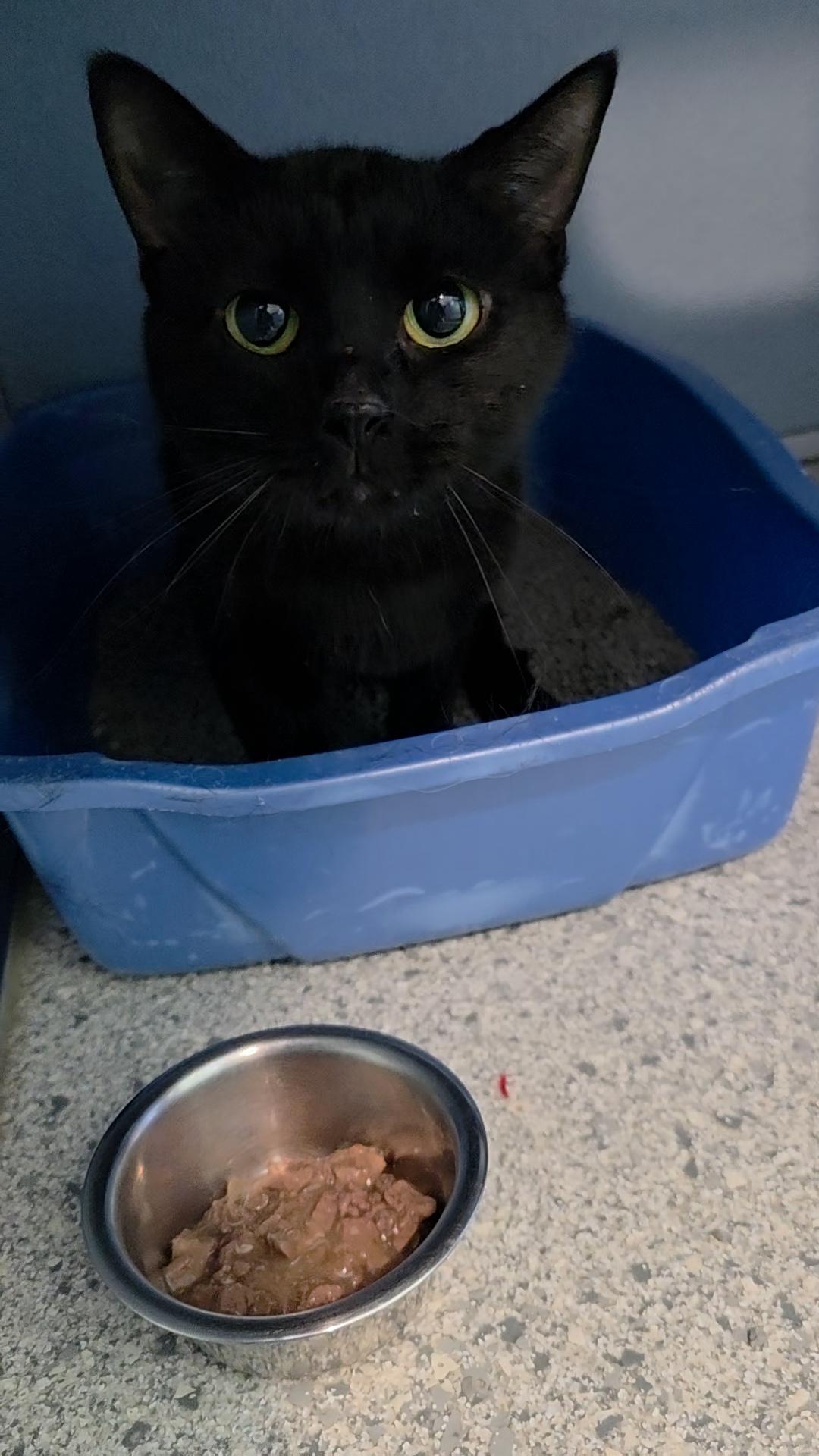 Panther, an adopted Domestic Short Hair in Renfrew, PA image 6/6