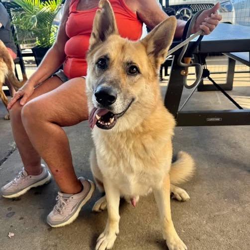 Shep, Adoptable, Adult Male German Shepherd Dog.