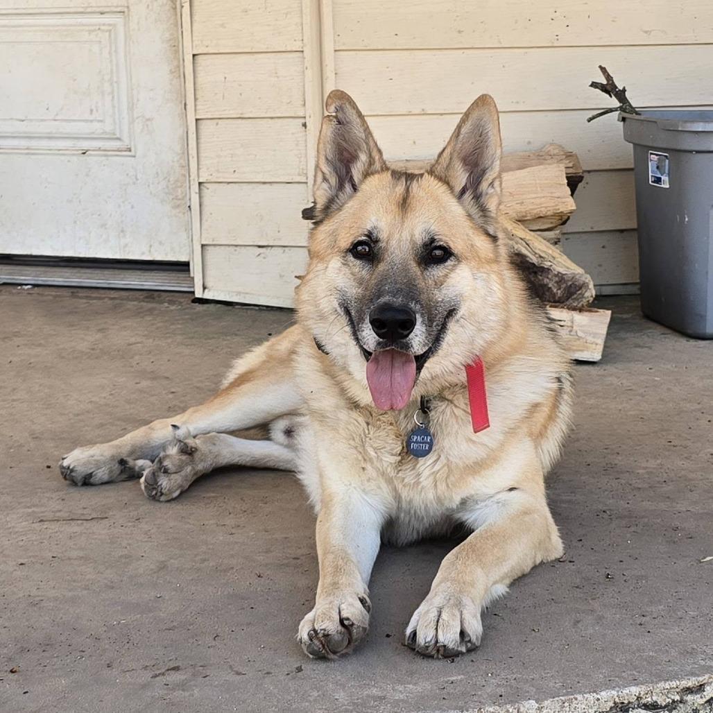Enlarge Shep, a Adoptable German Shepherd Dog in Tulsa, OK image 2/6