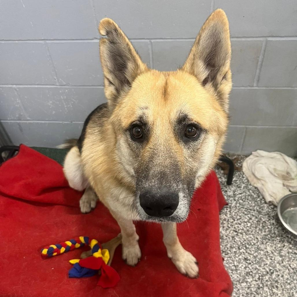 Enlarge Shep, a Adoptable German Shepherd Dog in Tulsa, OK image 3/6